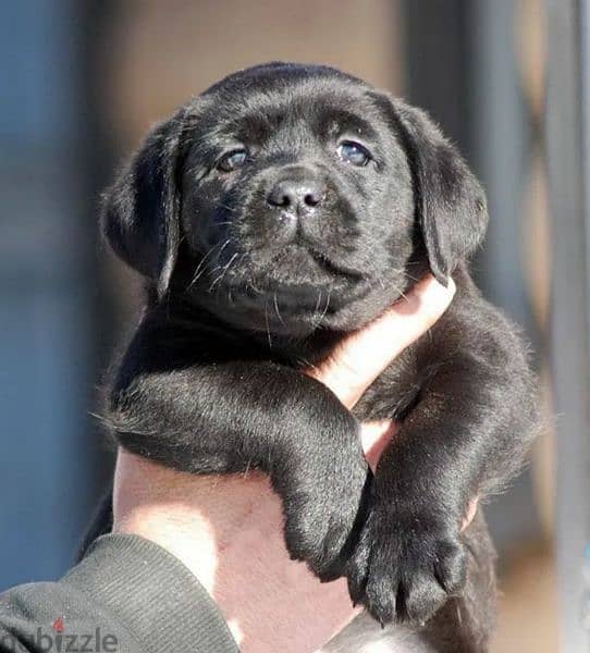 Labrador Black Female puppy From Russia 0