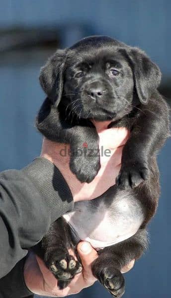 Labrador Black Female puppy From Russia 1