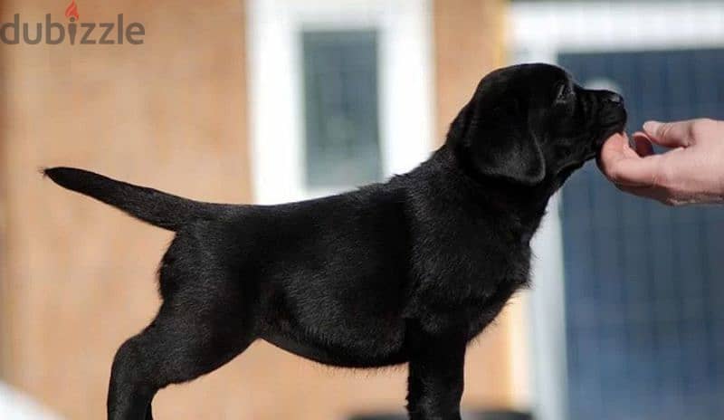 Labrador Black Female puppy From Russia 2