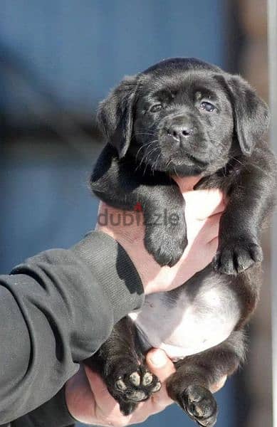 Labrador Black Female puppy From Russia 3