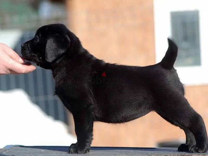 Labrador Black Female puppy From Russia 4