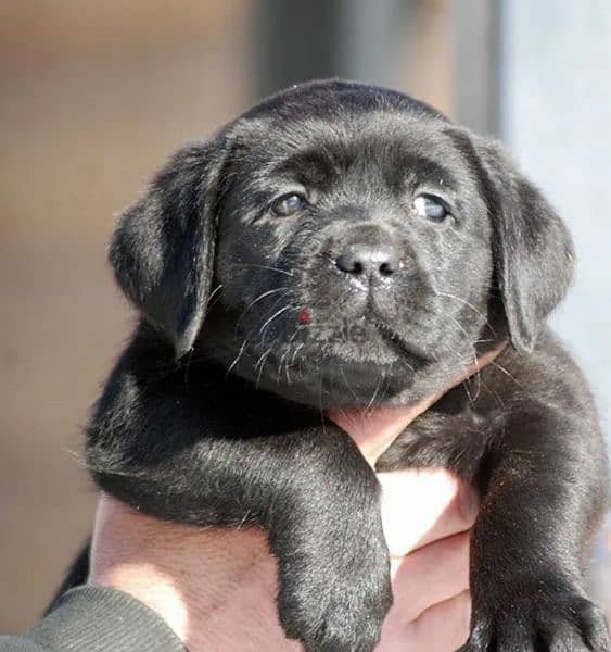 Labrador Black Female puppy From Russia 5