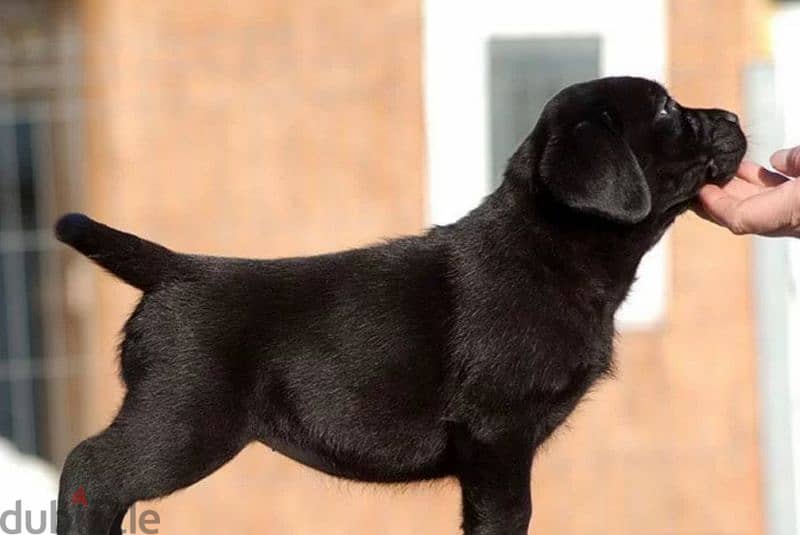Labrador Black Female puppy From Russia 6