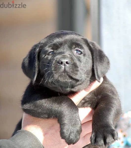 Labrador Black Female puppy From Russia 7