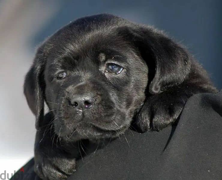 Labrador Black Female puppy From Russia 8
