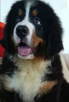 Bernese mountain dog From Russia 0