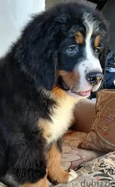 Bernese mountain dog From Russia 1