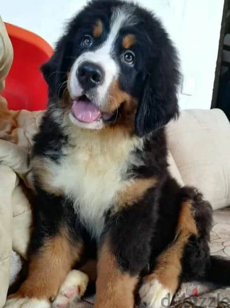 Bernese mountain dog From Russia 2