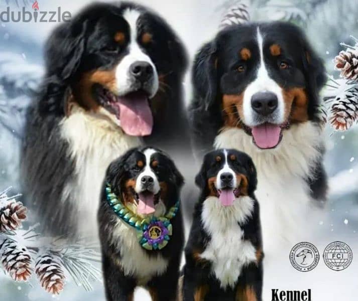 Bernese mountain dog From Russia 3