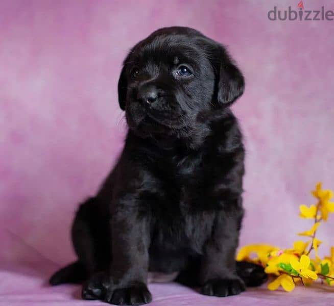 Labrador puppies Females From Russia 1