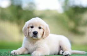 Golden Retriever puppies From Russia 0