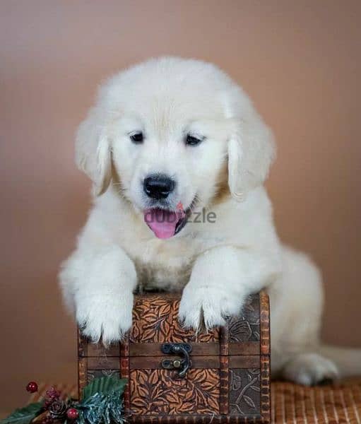Golden Retriever puppies From Russia 2