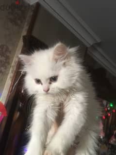 قطة شيرازي مون فيس