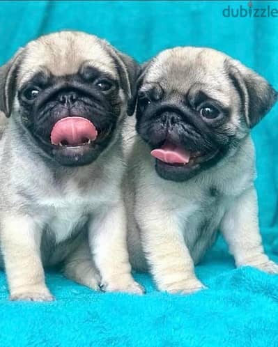 pug بج