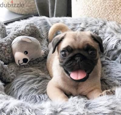 pug بج