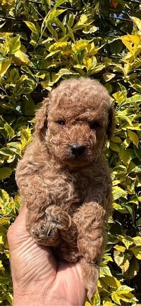 Toy Poodle Puppies With fare Prices !!! 0