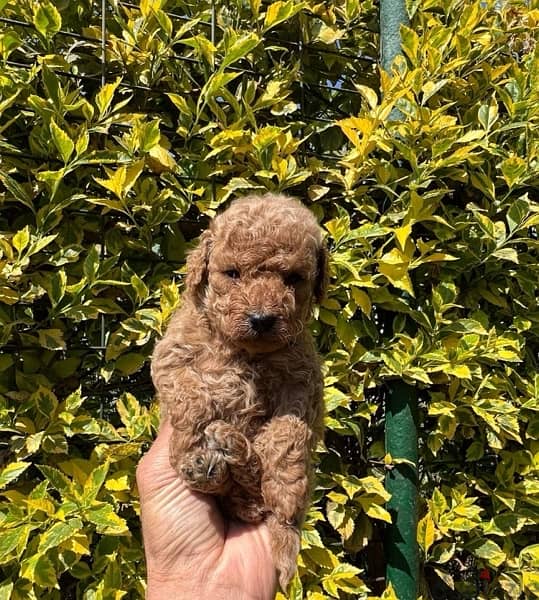 Toy Poodle Puppies With fare Prices !!! 1