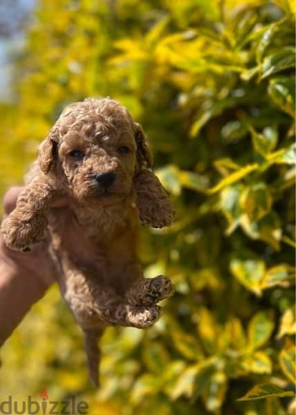 Toy Poodle Puppies With fare Prices !!! 2