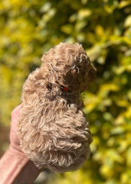 Toy Poodle Puppies With fare Prices !!! 3
