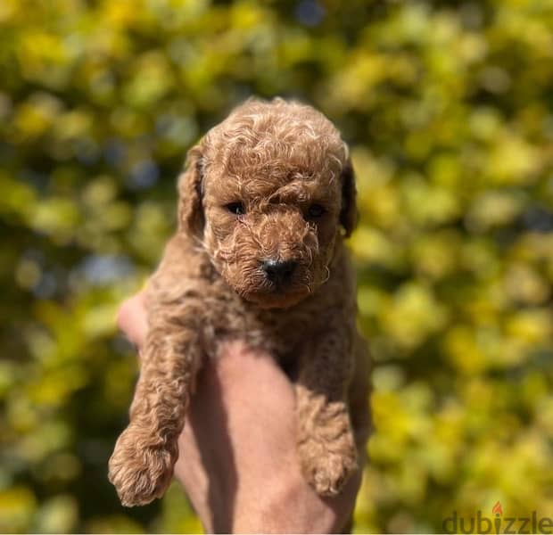 Toy Poodle Puppies With fare Prices !!! 4