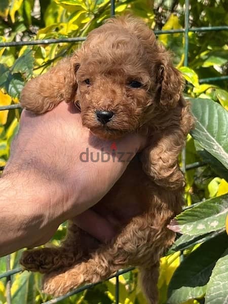 Toy Poodle Puppies With fare Prices !!! 6