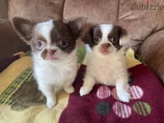 Cute mini chihuahua puppies جراوي مني شواوا 0