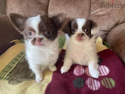 Cute mini chihuahua puppies جراوي مني شواوا