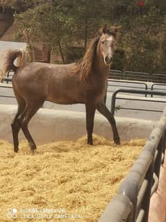 Horse For sale مهر عربي اصيل للبيع 0