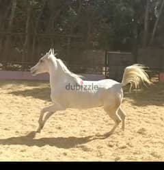 Horse for sale فرسه عربي اصيل للبيع