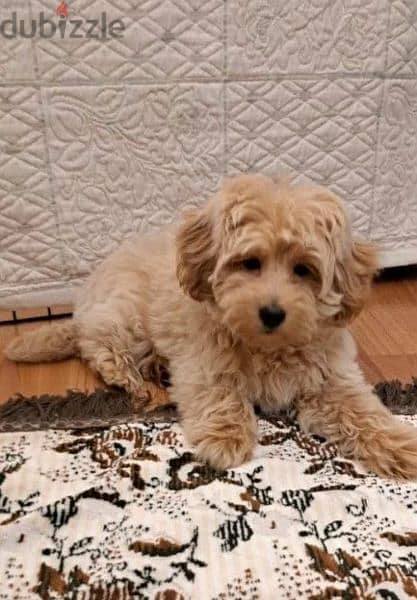 Maltipoo From Russia with all documents 3