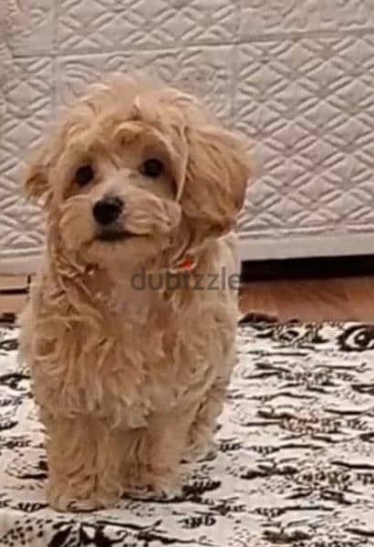 Maltipoo From Russia with all documents 4