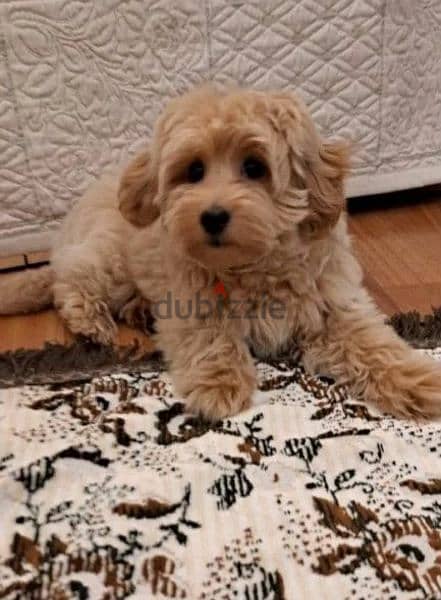 Maltipoo From Russia with all documents 6