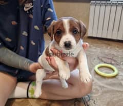Jack Russell Terrier Puppies From Breed Champions From Russia