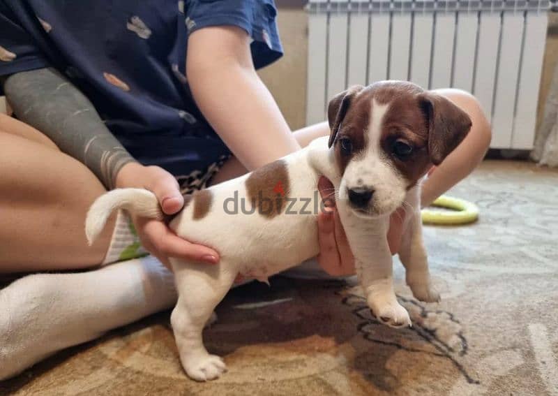Jack Russell Terrier Puppies From Breed Champions From Russia 1