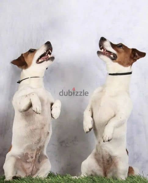 Jack Russell Terrier Puppies From Breed Champions From Russia 2