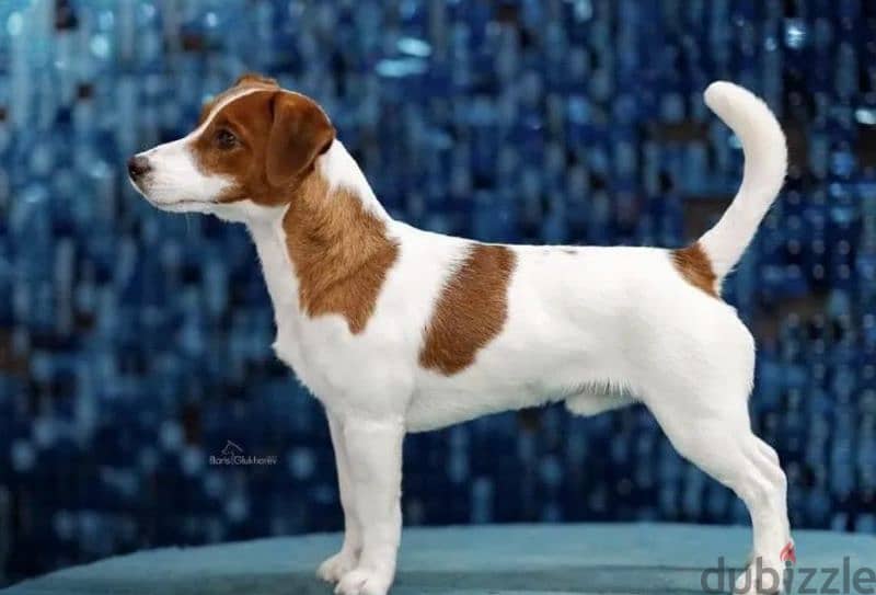 Jack Russell Terrier Puppies From Breed Champions From Russia 4