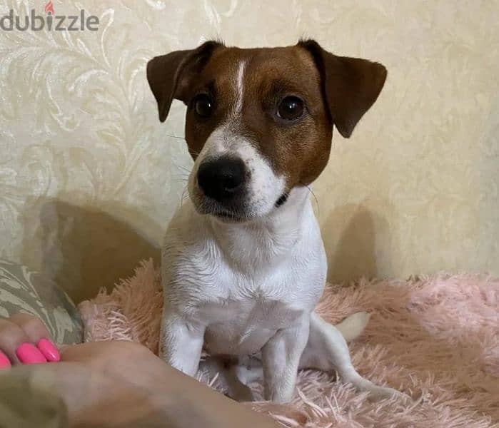 Jack Russell Terrier Puppies From Breed Champions From Russia 5