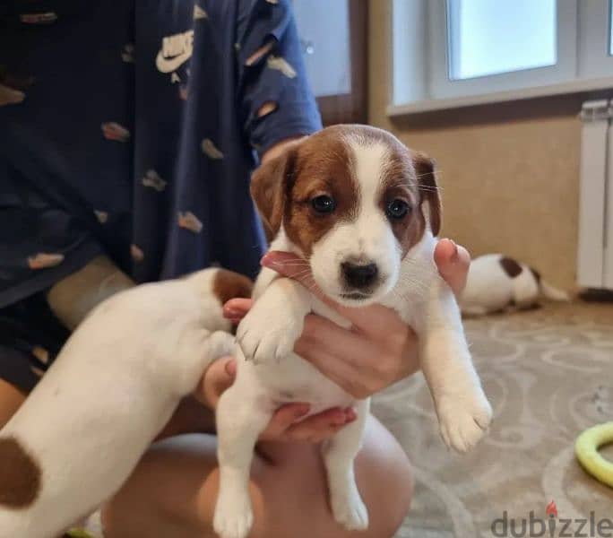 Jack Russell Terrier Puppies From Breed Champions From Russia 6