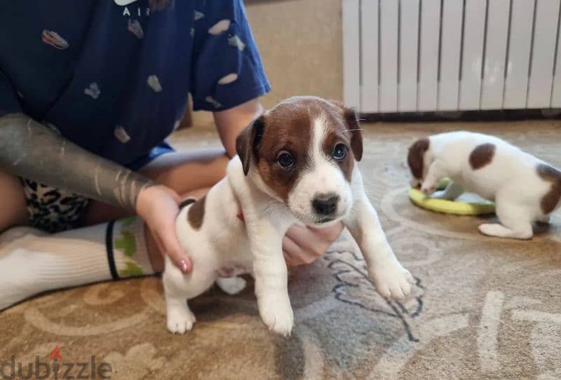 Jack Russell Terrier Puppies From Breed Champions From Russia 7