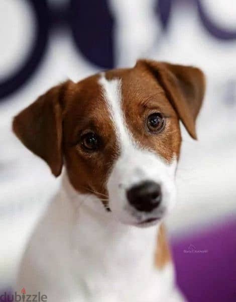Jack Russell Terrier Puppies From Breed Champions From Russia 8