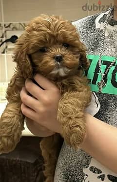 Cavapoo Female From Russia