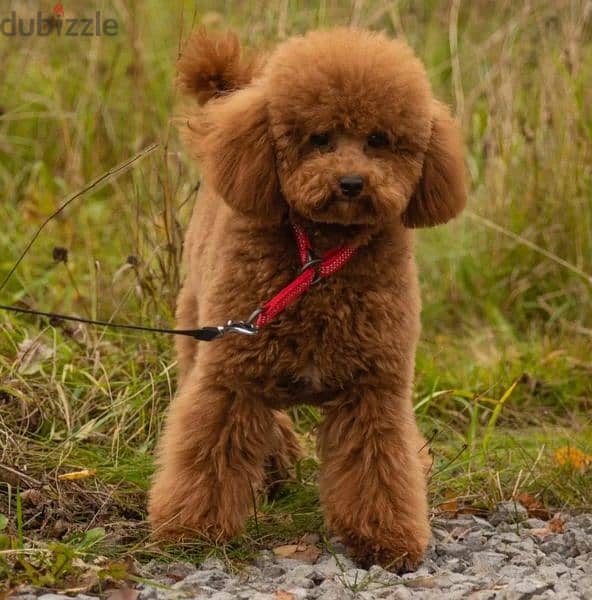 Cavapoo Female From Russia 1