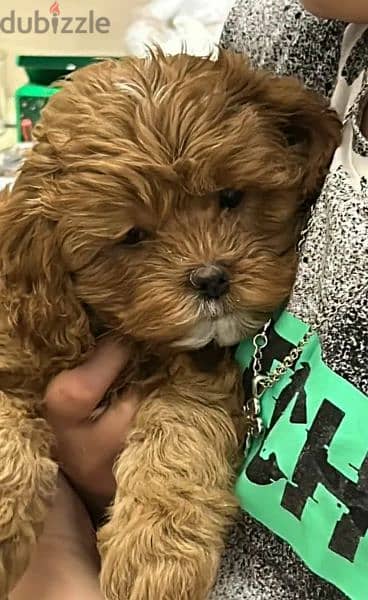 Cavapoo Female From Russia 3