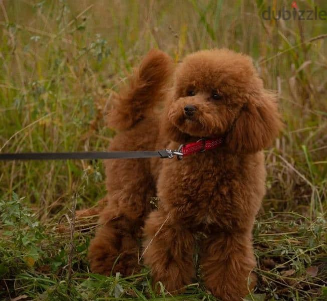 Cavapoo Female From Russia 6