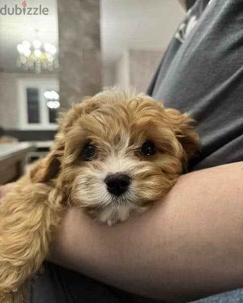 Cavapoo Mini F1 From Russia Males 2