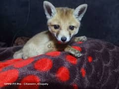 Baby Egyptian Red Fox