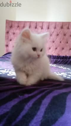 قطة شيرازي شهرين