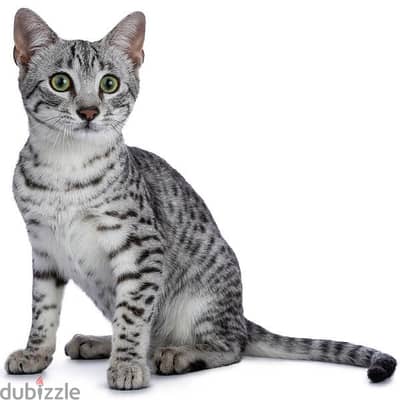 احلى عدية في العيد Egyptian mau