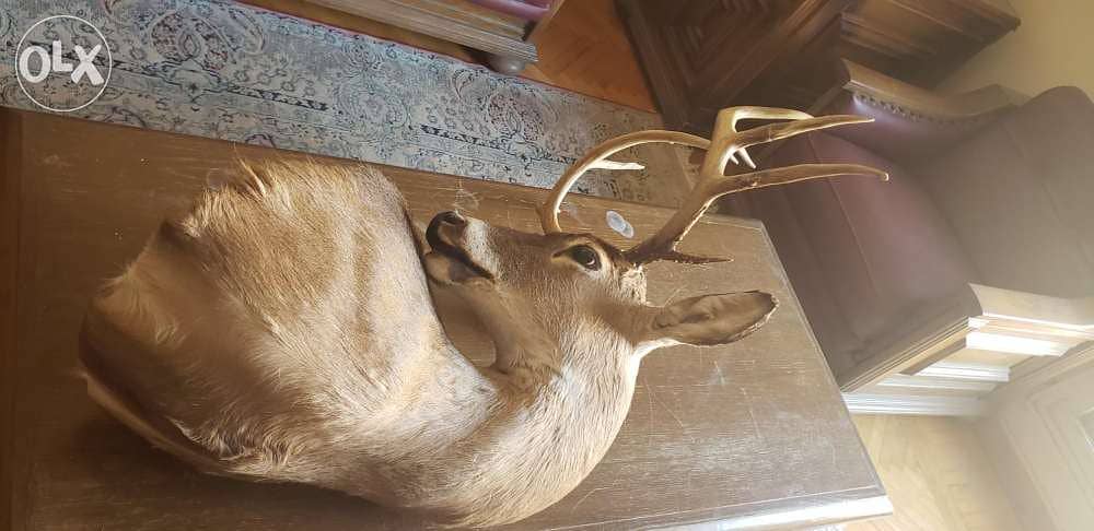 Deer head رأس غزال 1