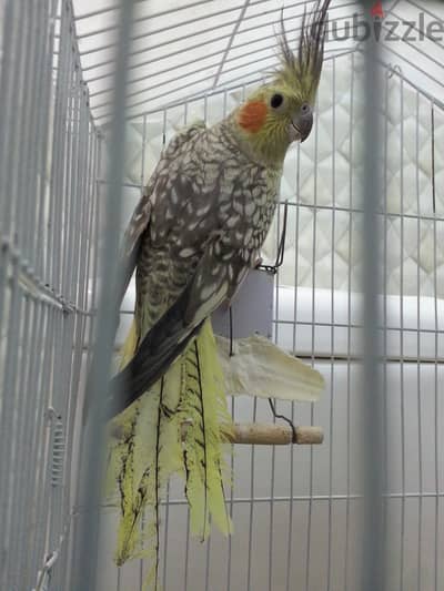 A female of Isabel cockatiel انثى كوكتيل ايزابيل